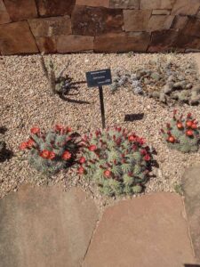 Image from Santa Fe Botanical Garden, May 2024
