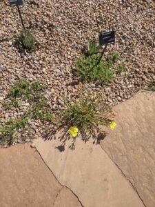 Image from Santa Fe Botanical Garden, May 2024