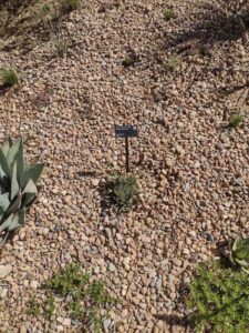 Image from Santa Fe Botanical Garden, May 2024