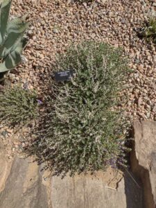 Image from Santa Fe Botanical Garden, May 2024