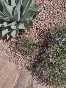 Image from Santa Fe Botanical Garden, May 2024