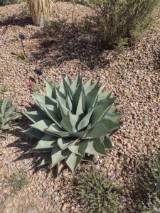 Image from Santa Fe Botanical Garden, May 2024