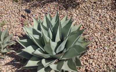 Santa Fe Botanical Garden – May 2024