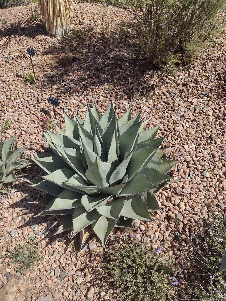 SantaFeBotanicalMay2024-21 Image from Santa Fe Botanical Garden, May 2024