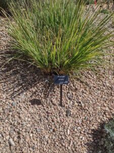 Image from Santa Fe Botanical Garden, May 2024