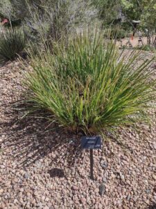 Image from Santa Fe Botanical Garden, May 2024