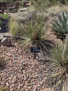 Image from Santa Fe Botanical Garden, May 2024