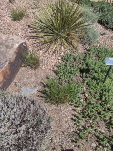 Image from Santa Fe Botanical Garden, May 2024