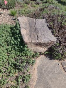 Image from Santa Fe Botanical Garden, May 2024