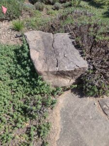 Image from Santa Fe Botanical Garden, May 2024