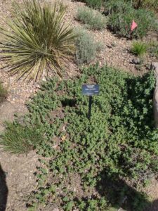 Image from Santa Fe Botanical Garden, May 2024