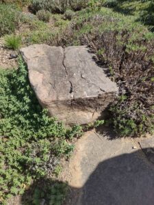 Image from Santa Fe Botanical Garden, May 2024