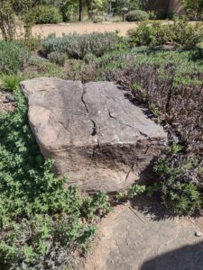 Image from Santa Fe Botanical Garden, May 2024