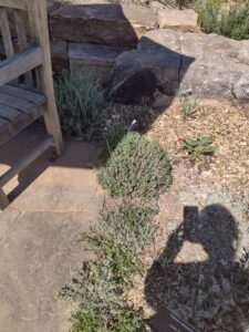 Image from Santa Fe Botanical Garden, May 2024