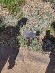 Image from Santa Fe Botanical Garden, May 2024