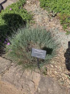 Image from Santa Fe Botanical Garden, May 2024