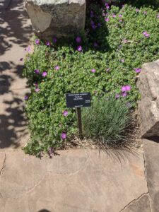 Image from Santa Fe Botanical Garden, May 2024