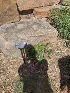 Image from Santa Fe Botanical Garden, May 2024