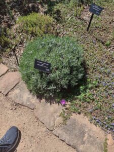 Image from Santa Fe Botanical Garden, May 2024