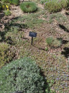 Image from Santa Fe Botanical Garden, May 2024
