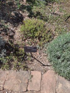 Image from Santa Fe Botanical Garden, May 2024