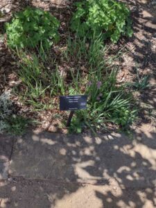 Image from Santa Fe Botanical Garden, May 2024