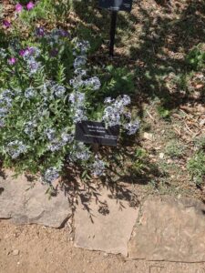 Image from Santa Fe Botanical Garden, May 2024