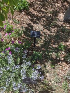 Image from Santa Fe Botanical Garden, May 2024