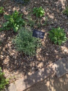 Image from Santa Fe Botanical Garden, May 2024