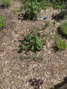 Image from Santa Fe Botanical Garden, May 2024