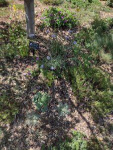 Image from Santa Fe Botanical Garden, May 2024