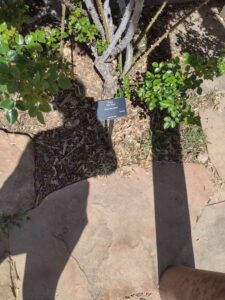 Image from Santa Fe Botanical Garden, May 2024