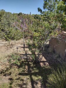 Image from Santa Fe Botanical Garden, May 2024