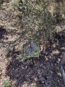 Image from Santa Fe Botanical Garden, May 2024