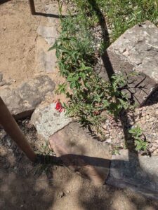 Image from Santa Fe Botanical Garden, May 2024