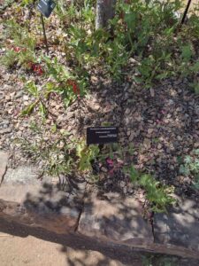 Image from Santa Fe Botanical Garden, May 2024