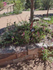 Image from Santa Fe Botanical Garden, May 2024