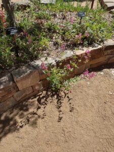 Image from Santa Fe Botanical Garden, May 2024