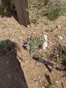 Image from Santa Fe Botanical Garden, May 2024