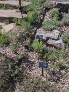 Image from Santa Fe Botanical Garden, May 2024