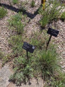 Image from Santa Fe Botanical Garden, May 2024