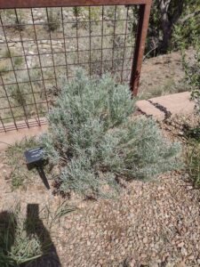 Image from Santa Fe Botanical Garden, May 2024