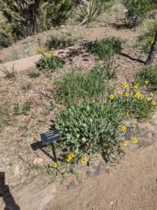 Image from Santa Fe Botanical Garden, May 2024