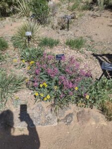 Image from Santa Fe Botanical Garden, May 2024