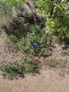 Image from Santa Fe Botanical Garden, May 2024