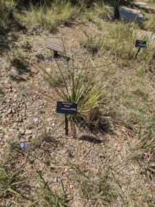 Image from Santa Fe Botanical Garden, May 2024