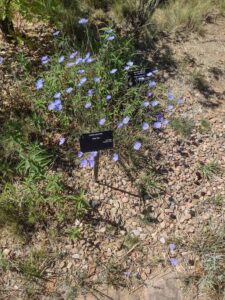 Image from Santa Fe Botanical Garden, May 2024