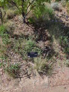 Image from Santa Fe Botanical Garden, May 2024