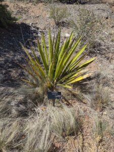 Image from Santa Fe Botanical Garden, May 2024
