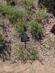 Image from Santa Fe Botanical Garden, May 2024